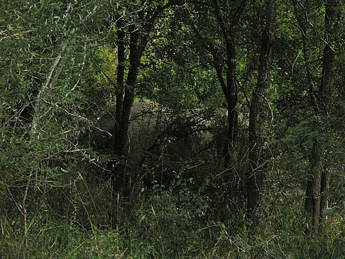 Foto Nashorn
