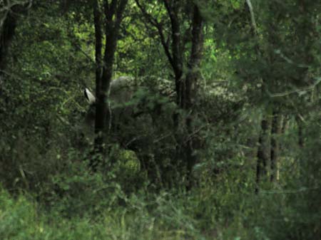 Nashorn Fotos