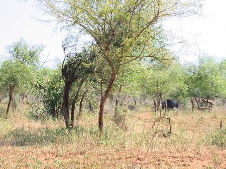 Foto Tiere des Nationalparks - 