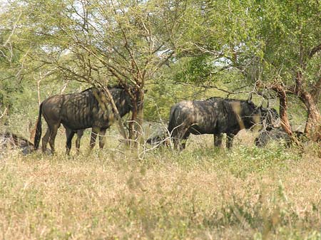 Tiere des Nationalparks Foto 
