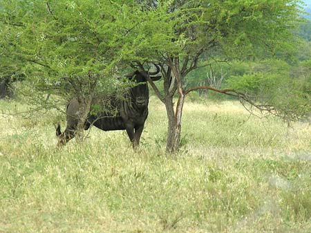 Foto Tiere des Nationalparks - 