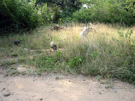 Fotos Vögel | 