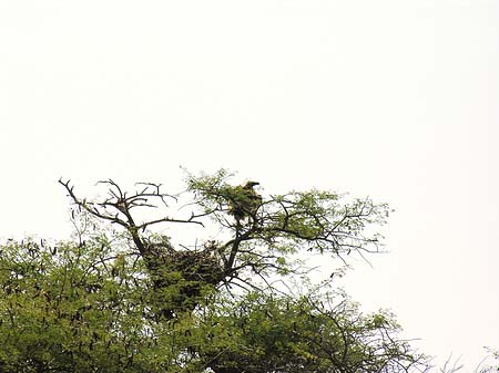 Foto Vögel