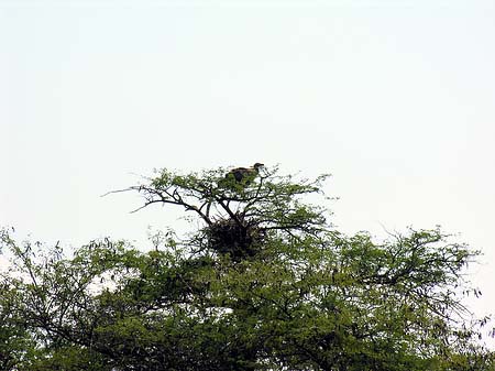 Vögel Fotos