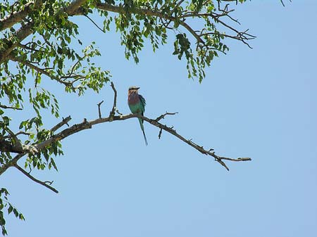 Fotos Vögel | 