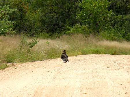 Vögel Fotos