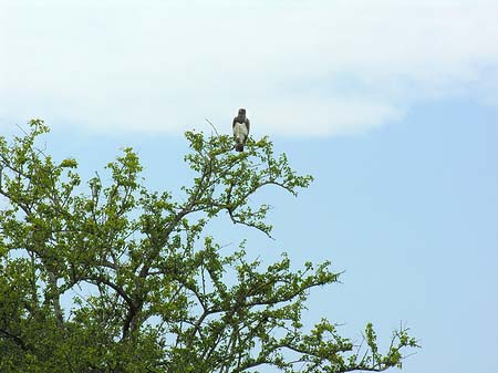 Fotos Vögel | 