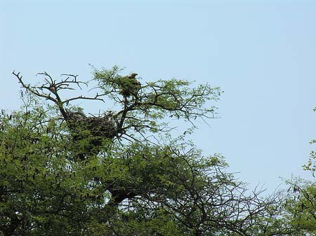 Vögel Foto 