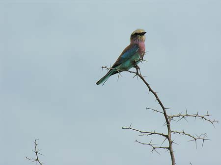 Fotos Vögel