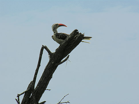 Foto Vögel