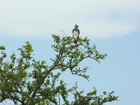 Foto Vögel