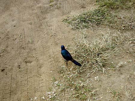 Fotos Vögel | 
