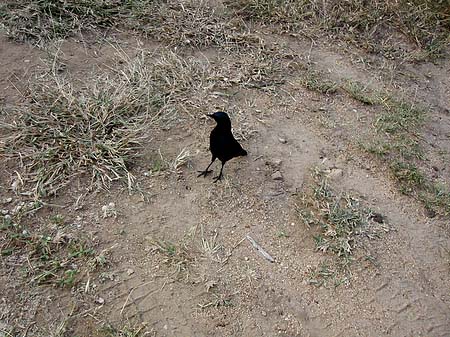Fotos Vögel