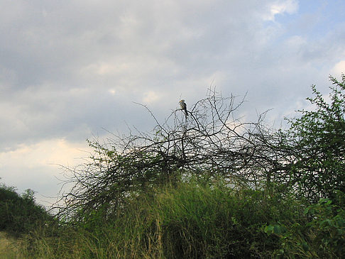 Foto Vögel - 