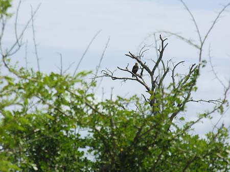 Vögel Fotos