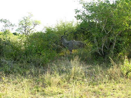 Wild Foto 