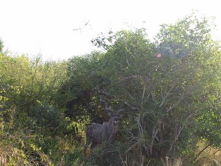 Wild Fotos