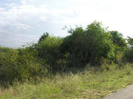Foto Wild - 