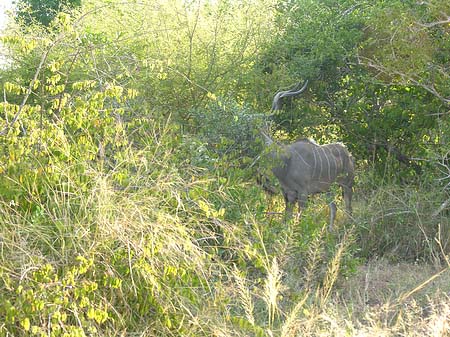 Wild Fotos