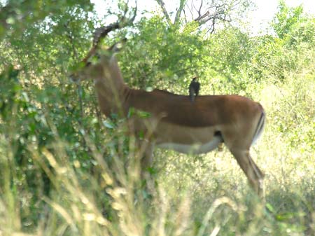 Wild Foto 