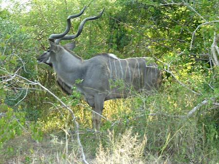 Wild Fotos