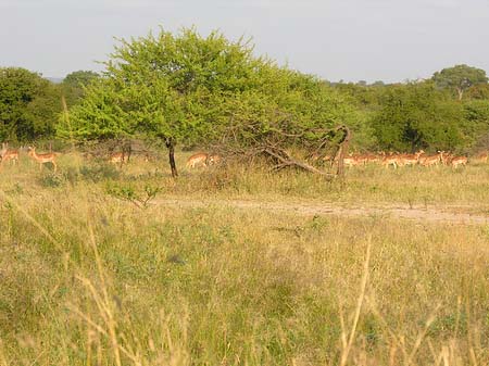 Foto Wild