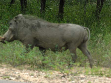 Fotos Wildschwein