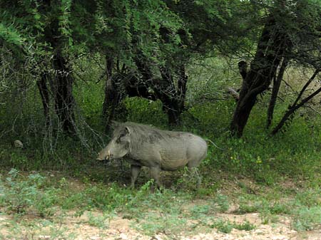 Fotos Wildschwein | 