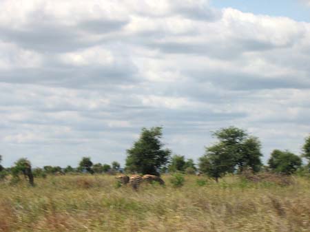 Fotos Zebras | 