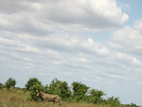 Fotos Zebras | 