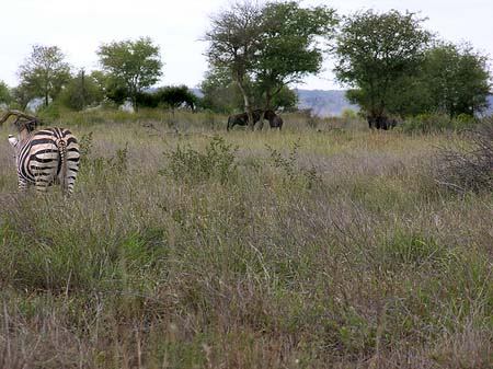 Foto Zebras - 