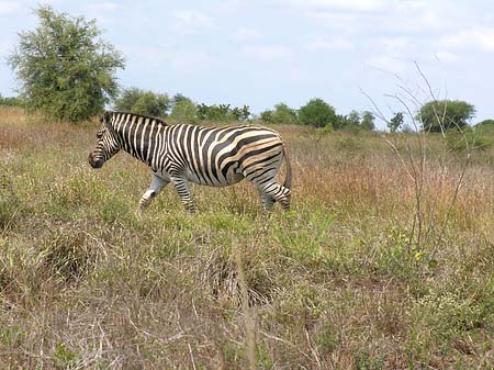 Foto Zebras