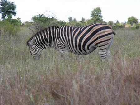 Zebras Foto 