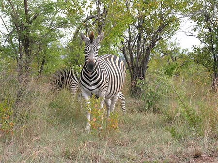 Foto Zebras - 