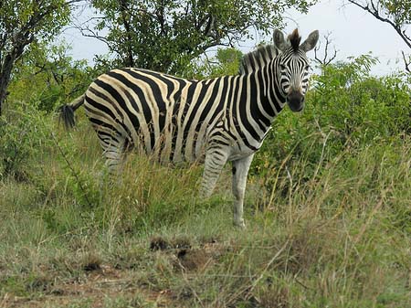Zebras Foto 
