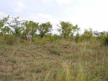 Fotos Zebras | 