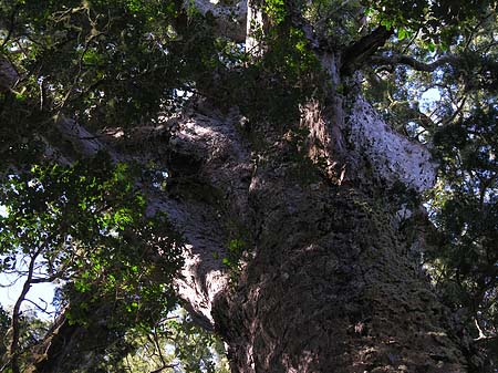 Fotos Bäume und Sträucher | 