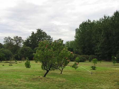 Bäume und Sträucher Foto 