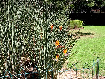 Pflanzen im Company Garden