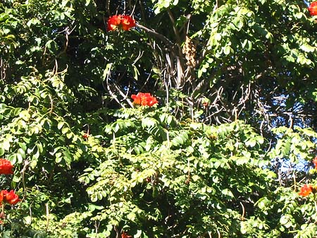 Fotos Pflanzen im Company Garden