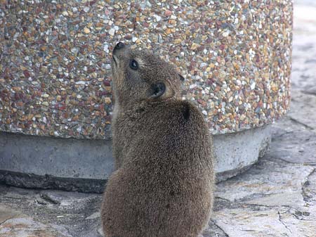 Kleine Tiere Fotos