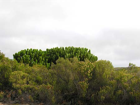 Fotos Pflanzen auf dem Tafelberg