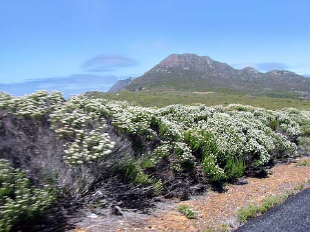 Pflanzen auf dem Tafelberg Foto 