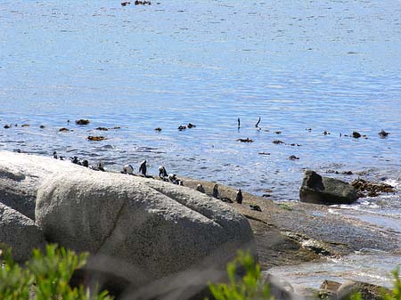 Foto Pinguine am Strand