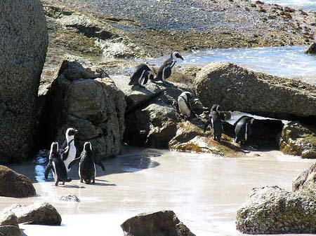 Fotos Pinguine am Strand | 