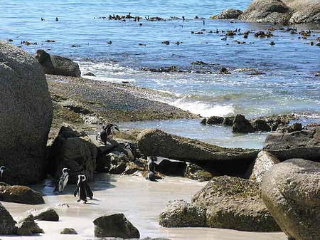Pinguine am Strand