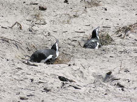 Foto Pinguine am Strand - 