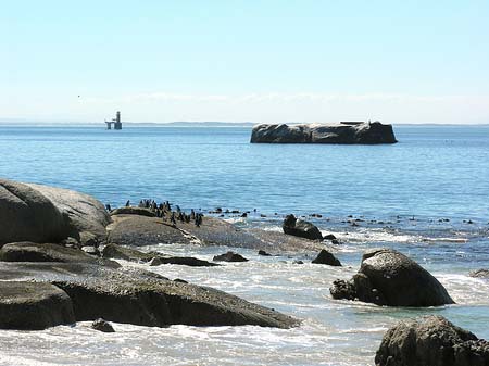 Foto Pinguine am Strand