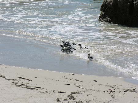 Foto Pinguine am Strand